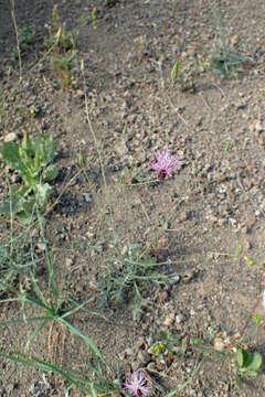 Plancia ëd Crupina crupinastrum (Moris) Vis.