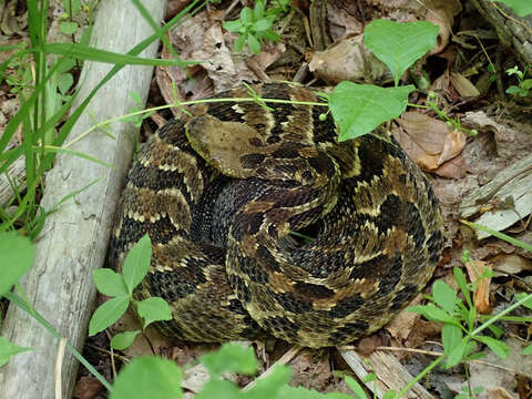 Image of Timber Rattlesnake