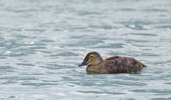 Image of King eider