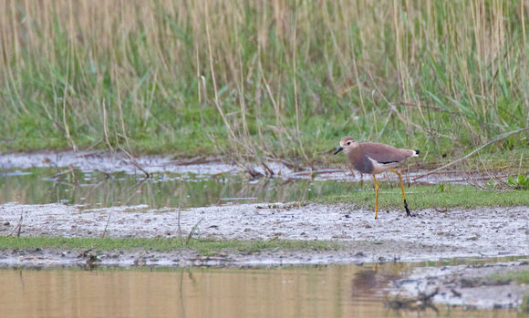 Image of White-tailed Lapwing