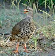 Image of Natal Francolin