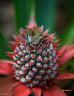 Image of Pineapples