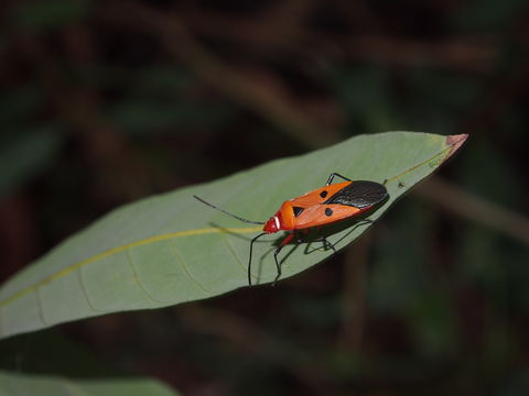 18.https www inaturalist org photos 1946117.580x360
