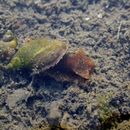 Image of <i>Radix balthica</i>