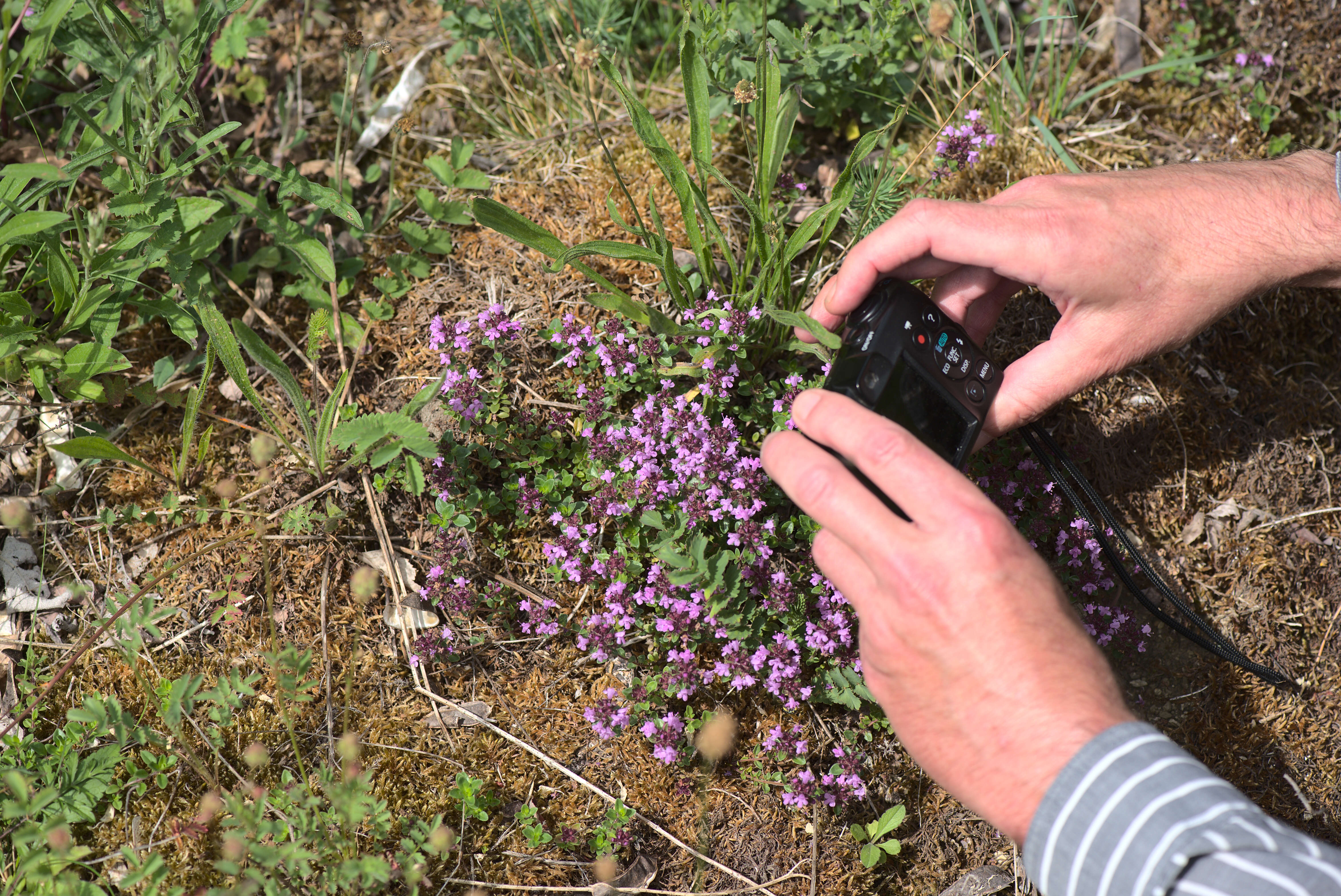 Image of breckland thyme