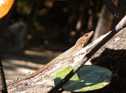 Image of Les Saines Anole