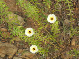 Image of Politician's Flower