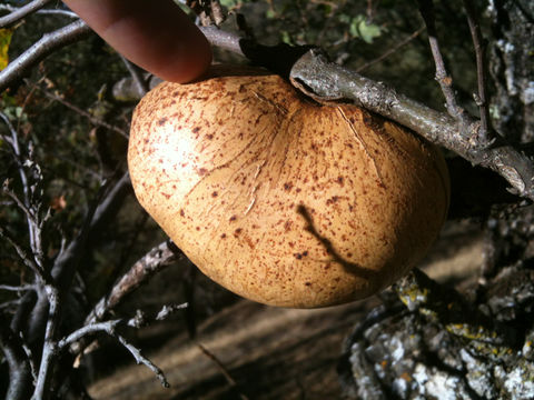 Image of California Gall Wasp