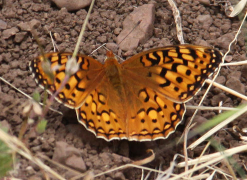 Image of Coronis Fritillary