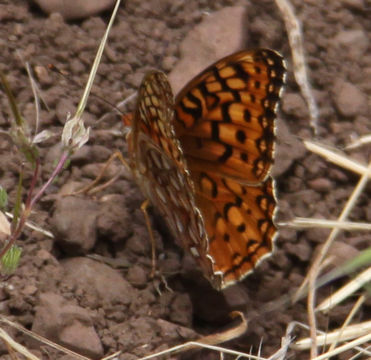Image of Coronis Fritillary