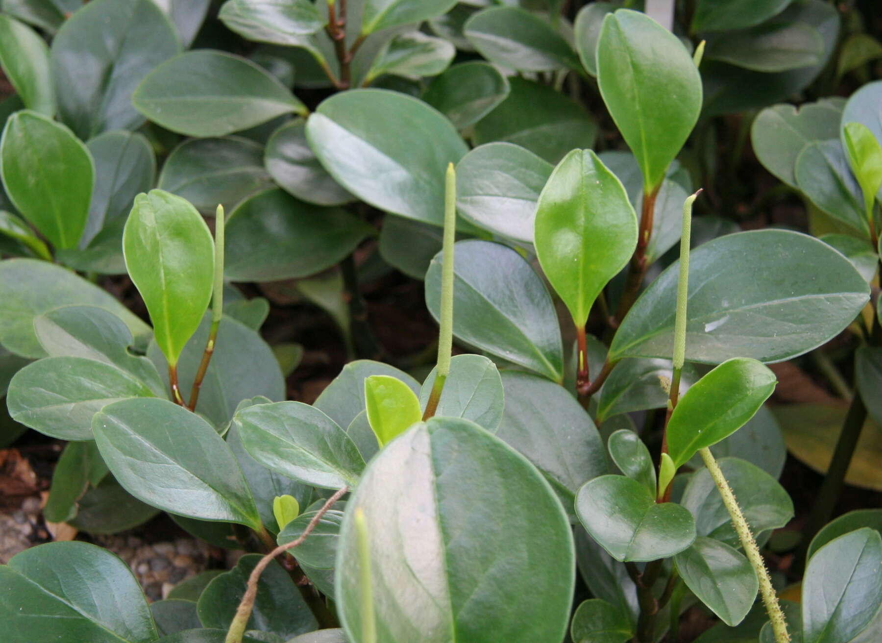 Image of spoonleaf peperomia