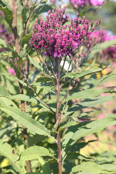 Vernonia gigantea (Walt.) Trel. ex Branner & Coville resmi