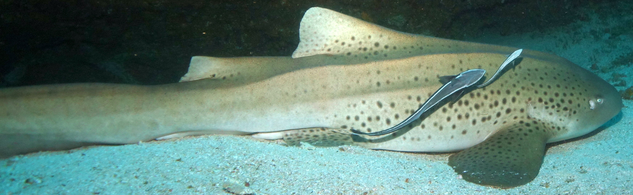 Image of Leopard shark