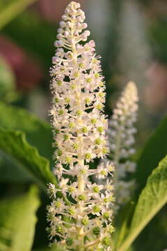 Image of Phytolacca acinosa Roxb.