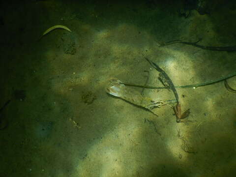 Image of Squilla mantis (Linnaeus 1758)