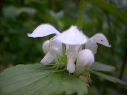 Image of <i>Lamium album</i>
