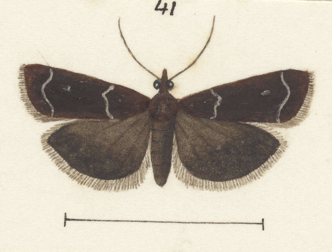 Eudonia leucogramma Meyrick 1884的圖片