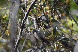 Image of Auriparus Baird & SF 1864