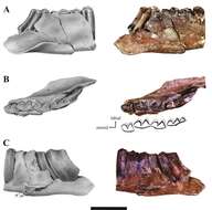 Image of Notoungulates