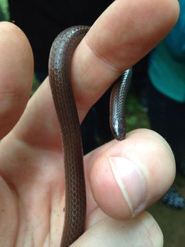 18.https www inaturalist org photos 1950867.580x360