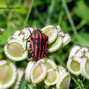 Image of <i>Graphosoma italicum</i>