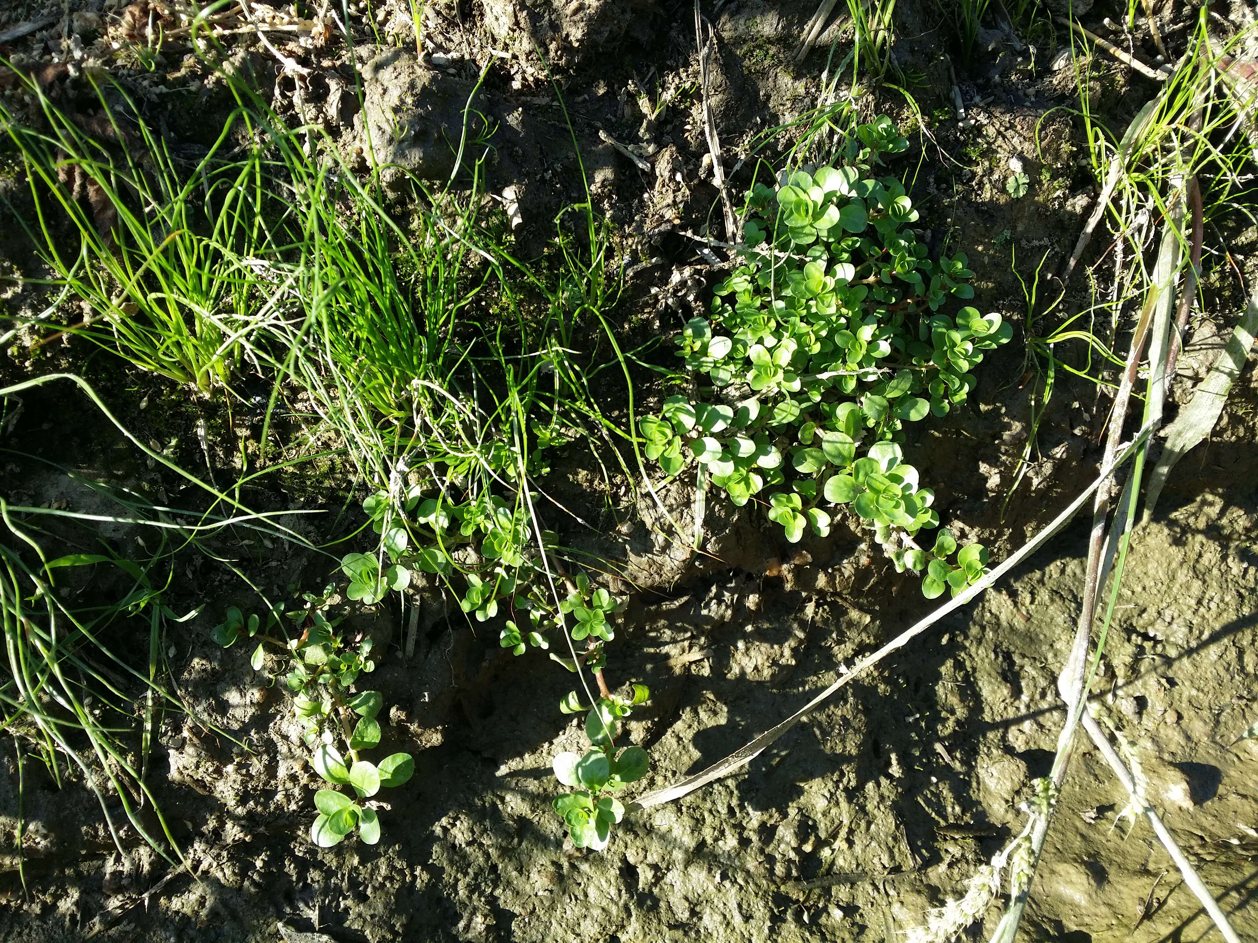 Image of Spatulaleaf Loosestrife