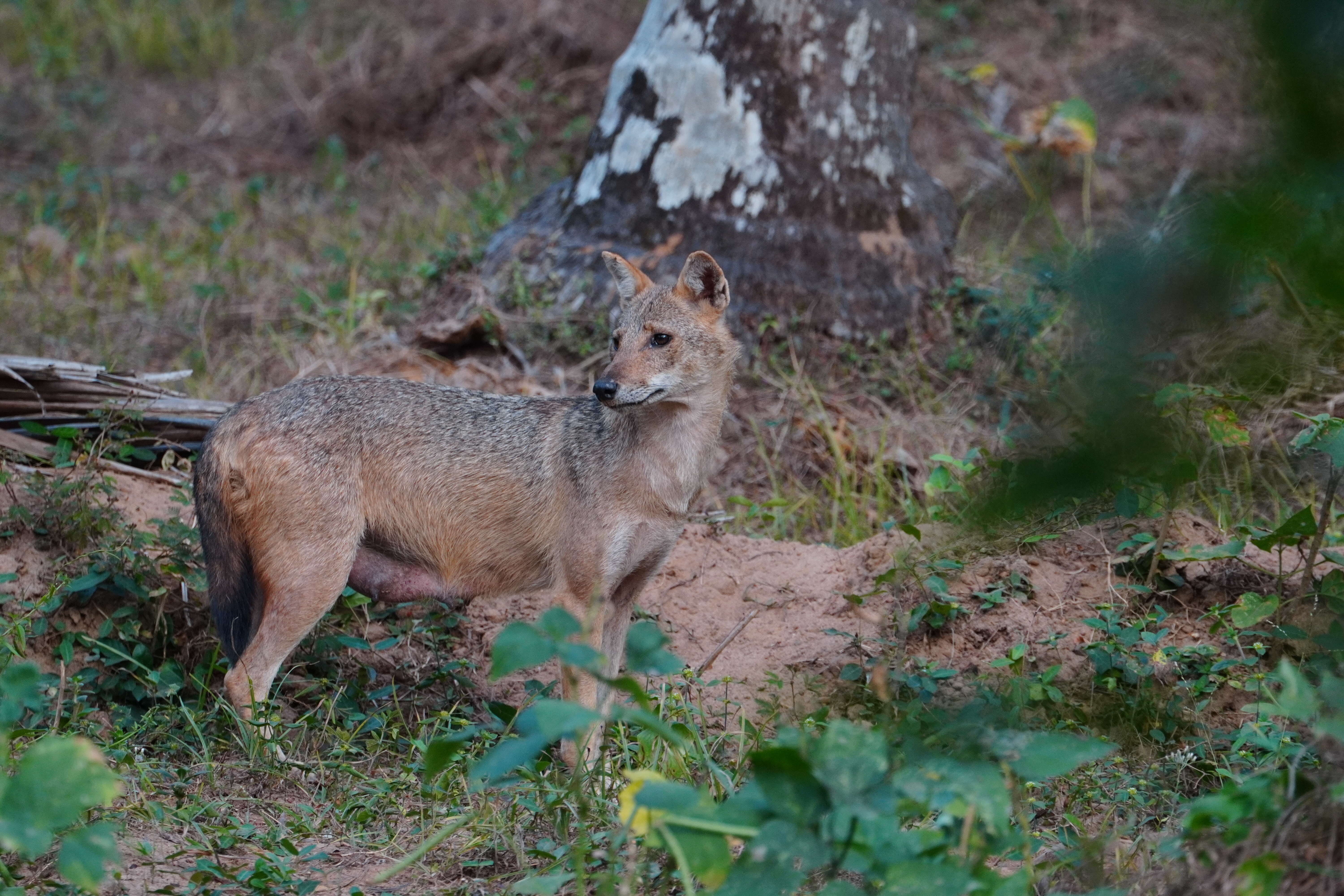 Image of golden jackal