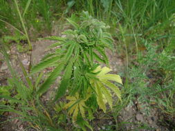Image of <i>Cannabis sativa</i>