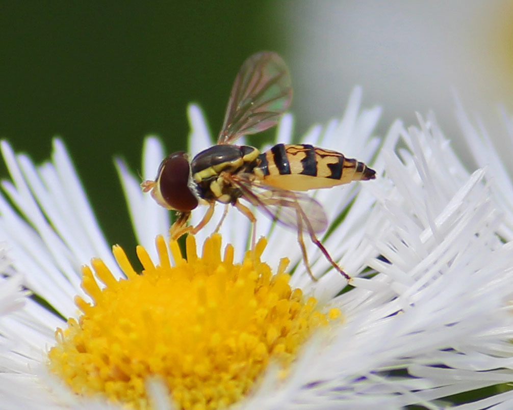 Toxomerus geminatus (Say 1823) media - Encyclopedia of Life