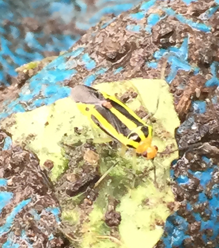 Image of Four-lined Plant Bug