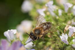 Image of Lesser calamint