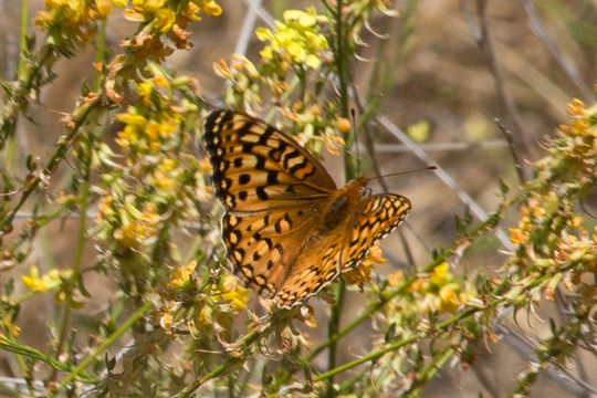 Image of Coronis Fritillary