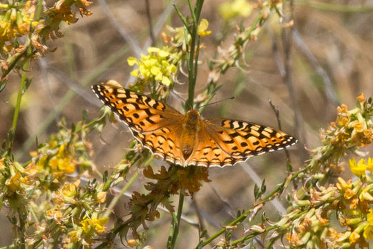 Image of Coronis Fritillary