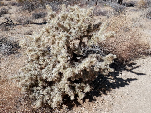 Image of <i>Cylindropuntia echinocarpa</i>