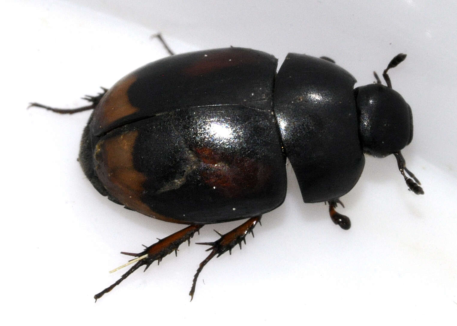 Image of Dung beetle