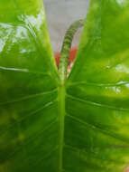 Image of Alocasia zebrina Schott ex Van Houtte