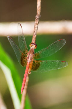 18.https www inaturalist org photos 1953725.580x360