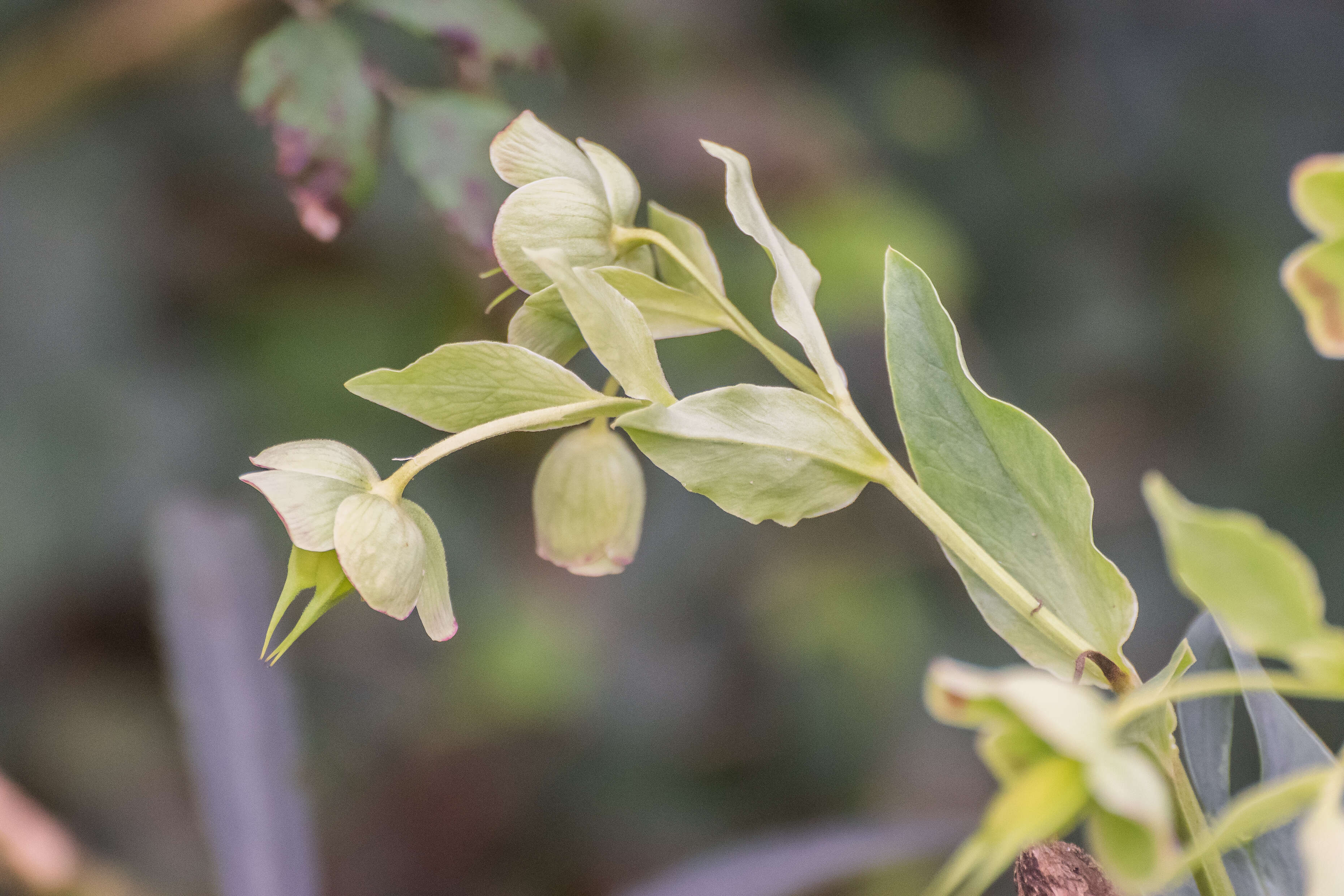 Image of Stinking Hellebore