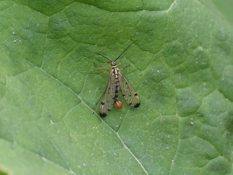 18.https www inaturalist org photos 1954374.580x360