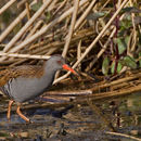Image of Rallus aquaticus Linnaeus 1758