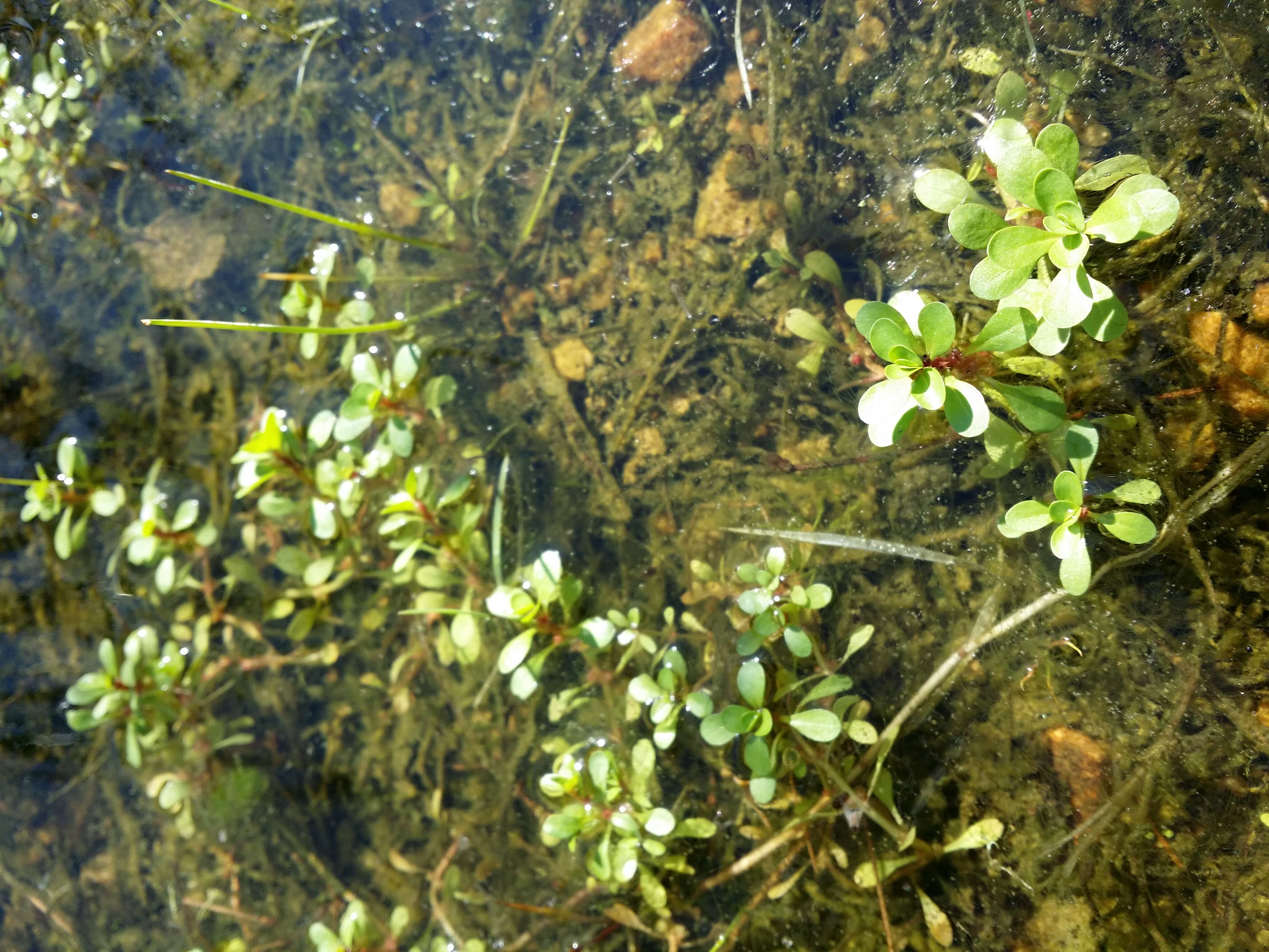 Image de Pourpier des Marais