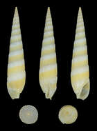 Image of Hastula albula (Menke 1843)