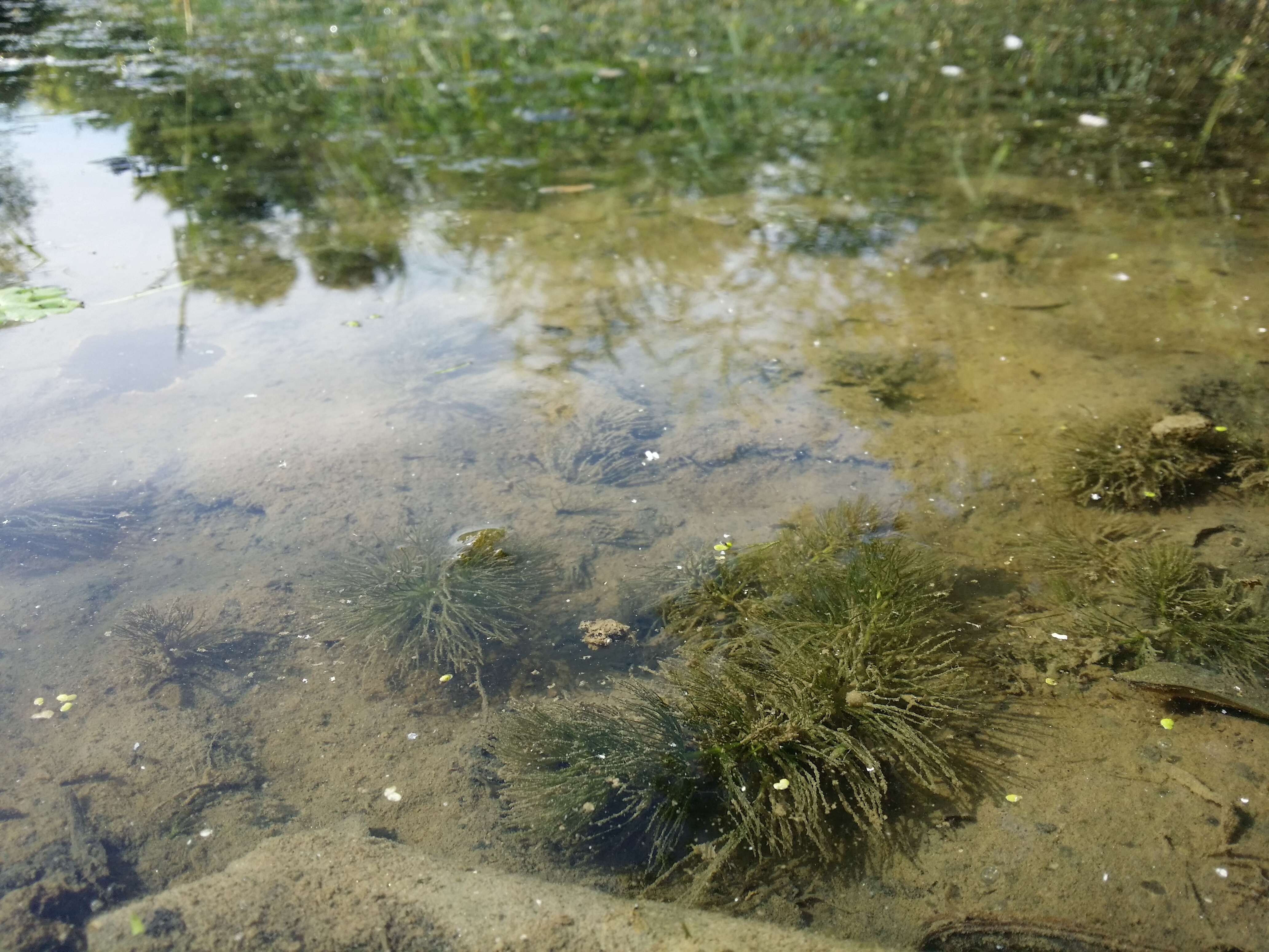 Image of Soft Hornwort