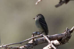 Image of American Dusky Flycatcher