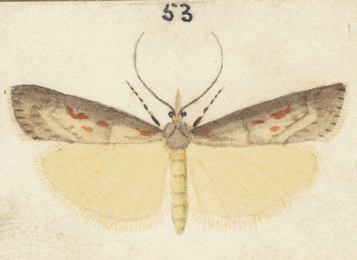 Image of Scoparia dryphactis Meyrick 1911