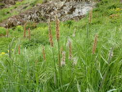 Image of meadow foxtail