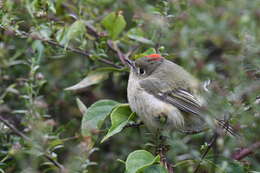 Image of Golden-crowned Kinglet