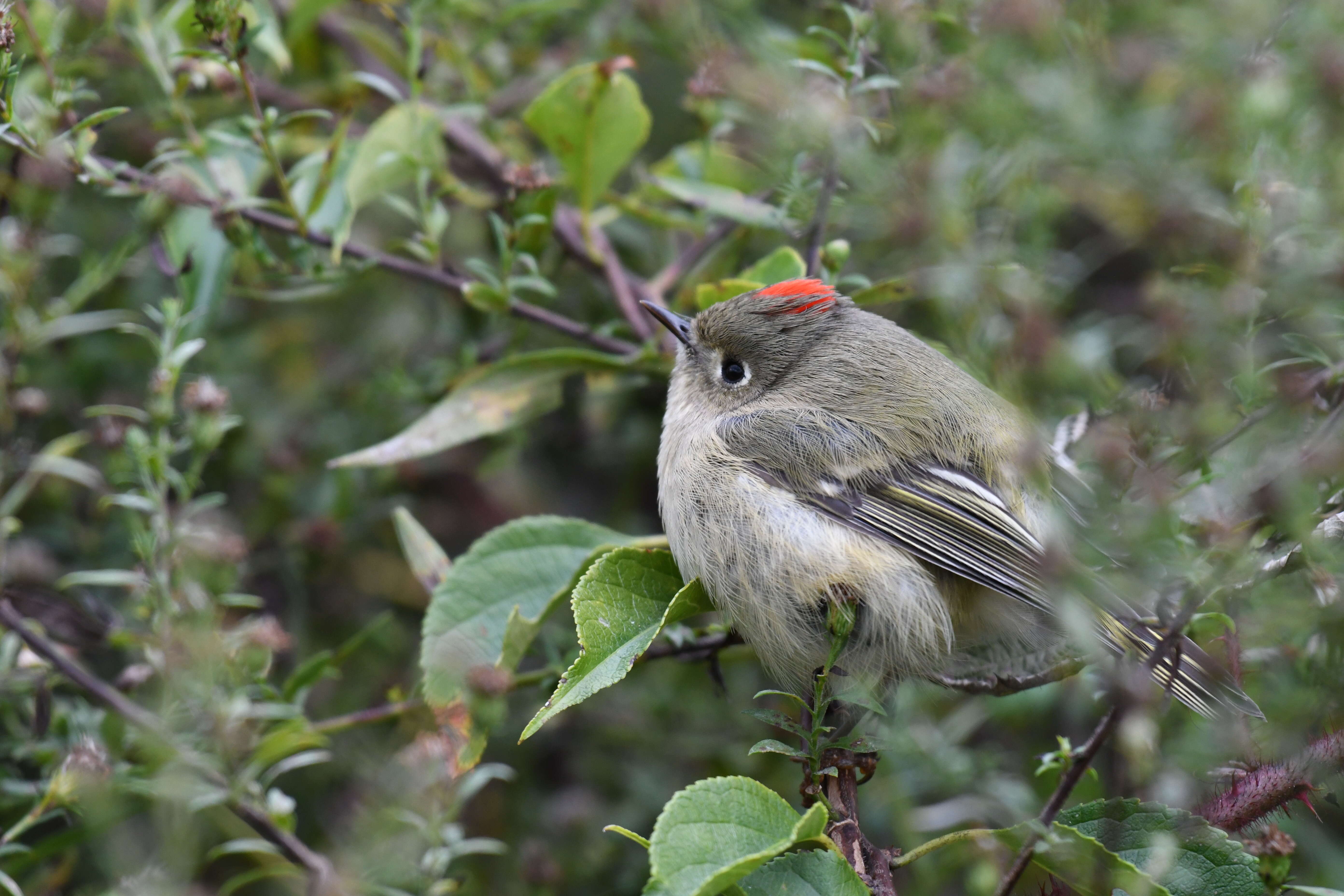 Image of Golden-crowned Kinglet