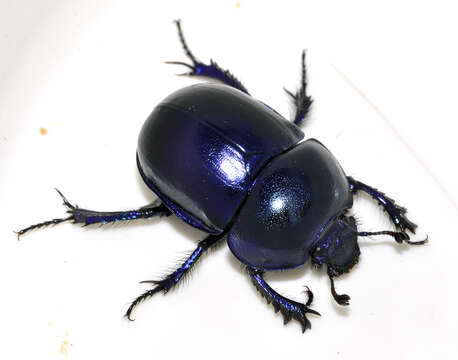 Image of Geotrupes vernalis