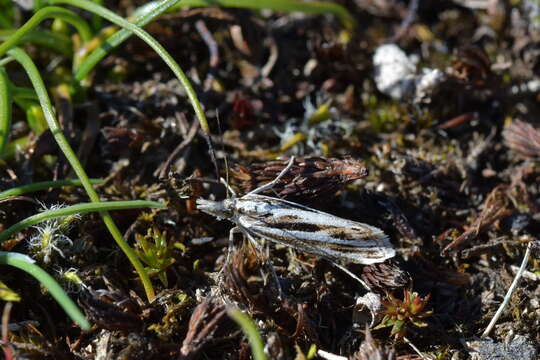 Image of Orocrambus corruptus Butler 1877